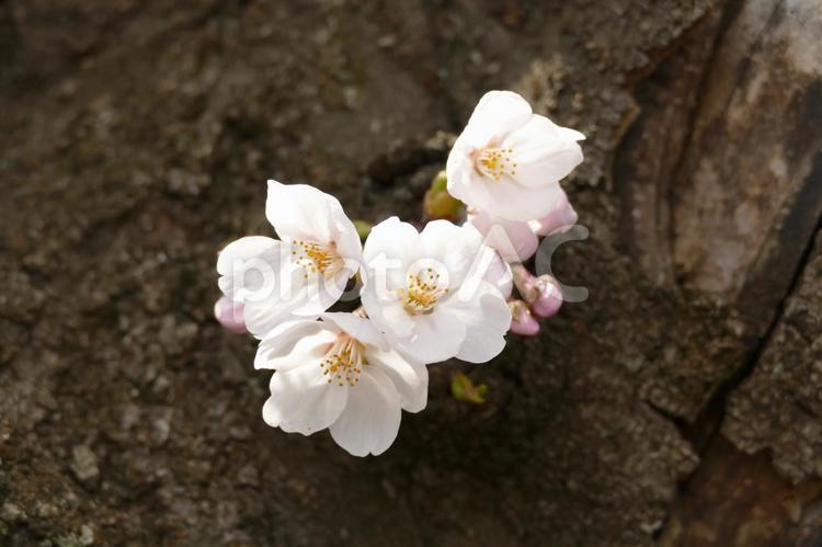 桜の子供たち 桜,さくら,お花見の写真素材