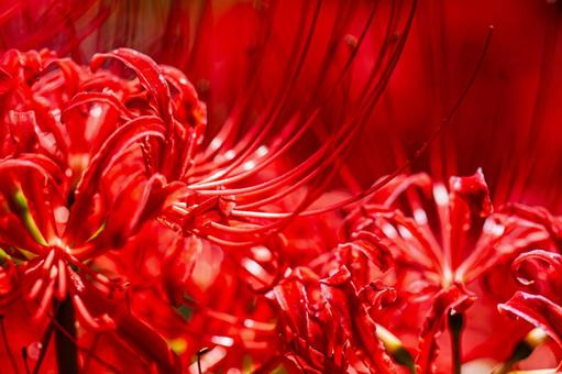 Beautiful red spider lilies, JPG Beautiful red spider lilies, JPG