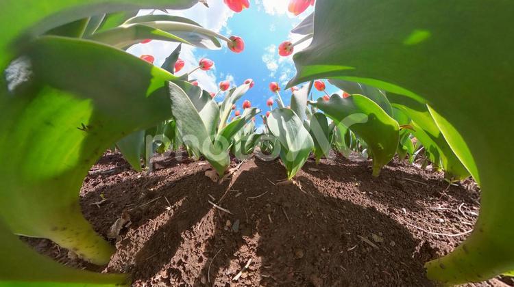 チューリップ花壇の地面から青空を見上げる チューリップ,青空,見上げるの写真素材