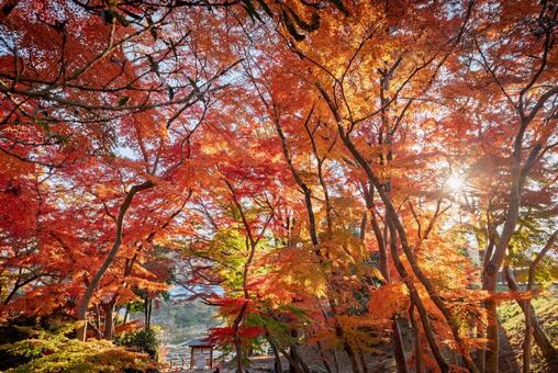 雀宮公園の燃えるような紅葉 雀宮公園,紅葉,秋の写真素材