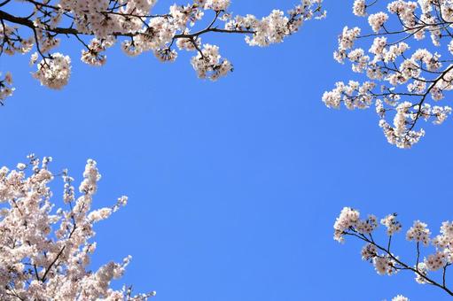 桜の背景素材 桜の背景素材の写真