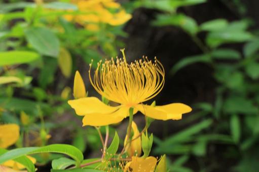 【花の写真】ビヨウヤナギ_0609-63 【花の写真】ビヨウヤナギ_0609-63の写真