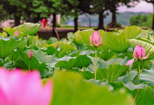 ハス池 ハスの花4ー29 ハス池 ハスの花4ー29の写真