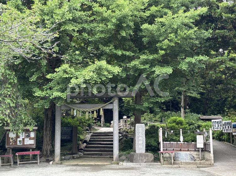 葛原岡神社　風景 葛原岡神社,風景,鎌倉の写真素材