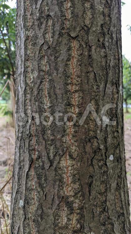栗の木 栗,クリ,木の写真素材