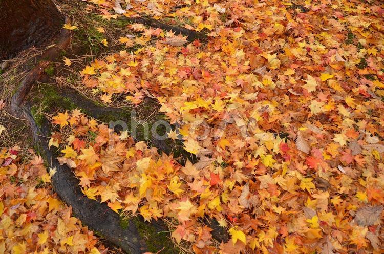 秋・紅葉の絨毯 紅葉の絨毯,紅葉のじゅうたん,枯葉の絨毯の写真素材