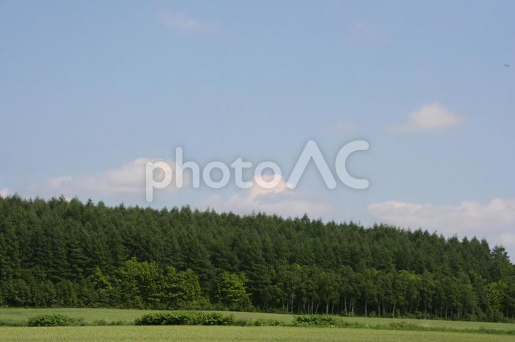 北海道の風景 森林,北海道,帯広の写真素材