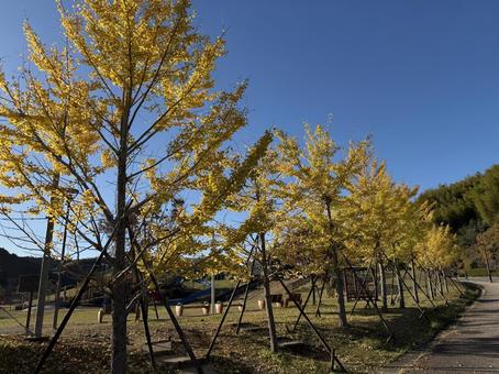公園と紅葉したいちょうの並木道 イチョウ,紅葉,イチョウ並木の写真素材