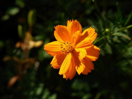 オレンジ色が陽光に映えるキバナコスモス キバナコスモス,秋桜,花の写真素材