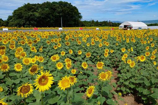 ひまわり畑 ひまわり畑 ヒマワリ,向日葵,花の写真素材
