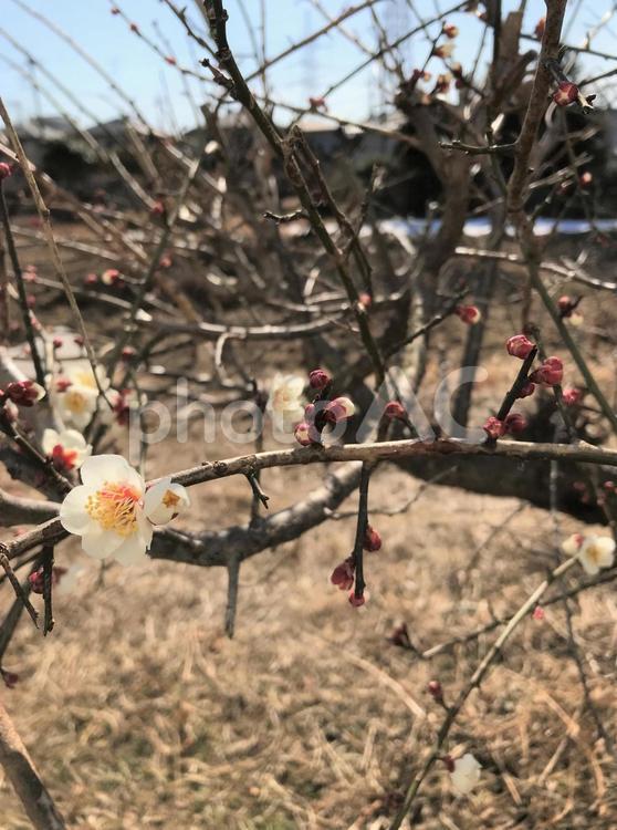 家庭菜園で咲いた梅の花１ 自然,木,冬の写真素材