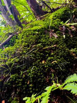 大和葛城山にて コケ 大和葛城山にて コケの写真