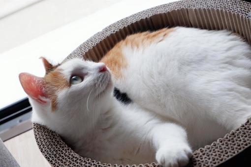 くつろぎ三毛猫 くつろぎ三毛猫の写真