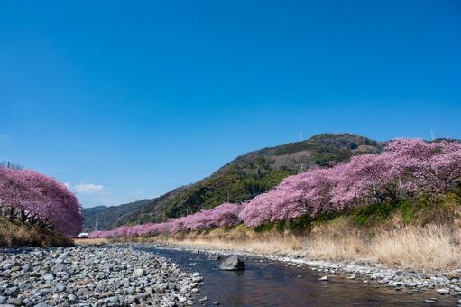 伊豆、早咲きの河津桜並木、早春の風景 伊豆、早咲きの河津桜並木、早春の風景 河津桜,桜,春の写真素材