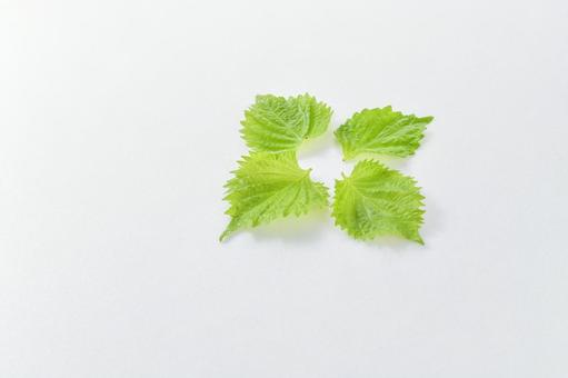 フレッシュな大葉/青じそのイメージ素材 フレッシュな大葉/青じそのイメージ素材 大葉,青じそ,しその写真素材