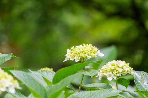 Early summer hydrangeas stand out against the greenery , JPG Early summer hydrangeas stand out against the greenery , JPG