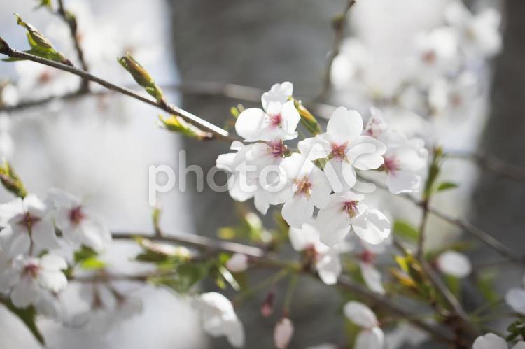 桜（ソメイヨシノ） 桜,ソメイヨシノ,サクラの写真素材