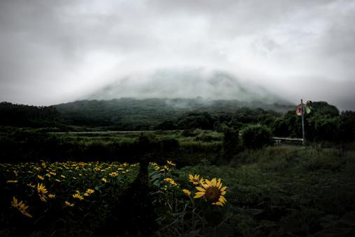 <五島風景>ヒマワリと雨雲が降りた鬼岳 <五島風景>ヒマワリと雨雲が降りた鬼岳 ヒマワリ,ひまわり畑,霧の写真素材