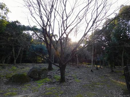 木洩れ日 木洩れ日の写真