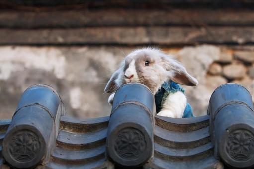 ペットのうさぎ うさぎ,ペット,干支の写真素材