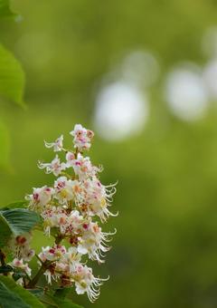Horse Chestnut, JPG Horse Chestnut, JPG