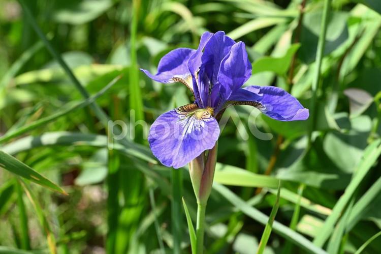 家の庭に咲いたアヤメ 春,美しい,5月の写真素材