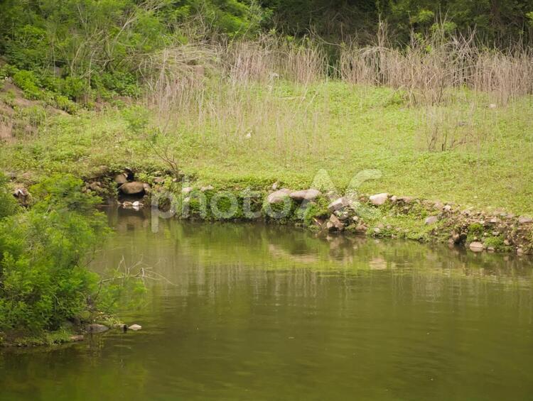 荒れた沼地２ 荒れ地,沼,池の写真素材