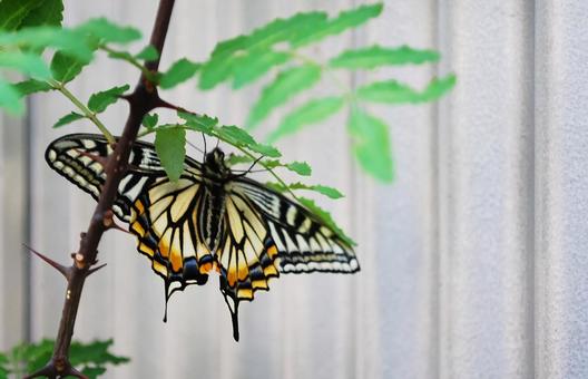 羽化したアゲハ蝶と山椒の葉 羽化したアゲハ蝶と山椒の葉の写真