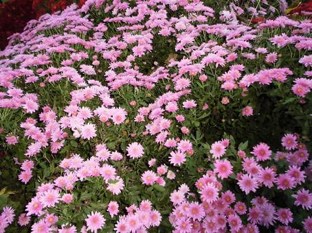 ピンクの菊の花 ピンクの菊の花の写真