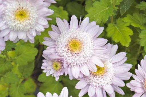 薄いピンクの菊① 菊,ピンク,緑の写真素材