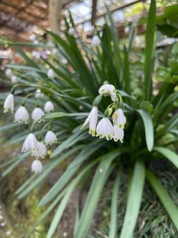 Photo, healing, cute flower, white flower, 