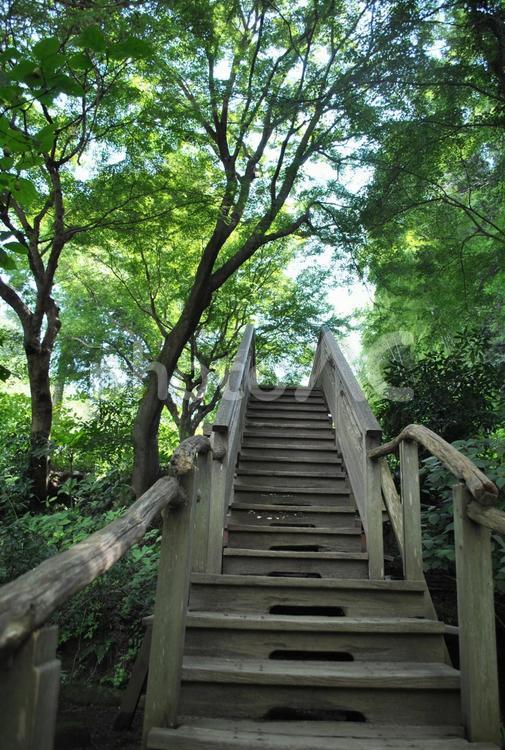 木の階段 木,階段,空の写真素材