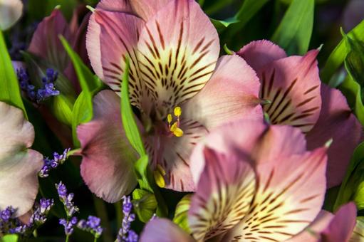 アルストロメリア13（田原市） アルストロメリア,田原市,愛知県の写真素材