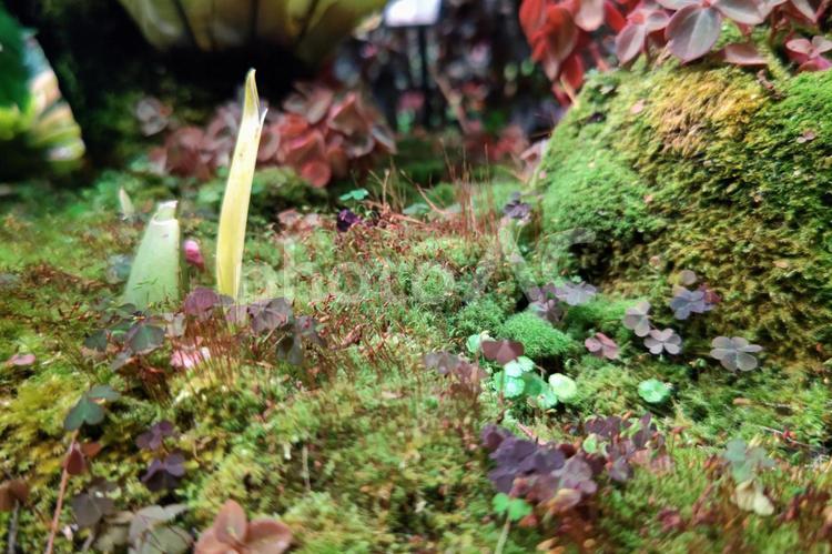 小さな苔の世界:1 自然,苔,癒しの写真素材