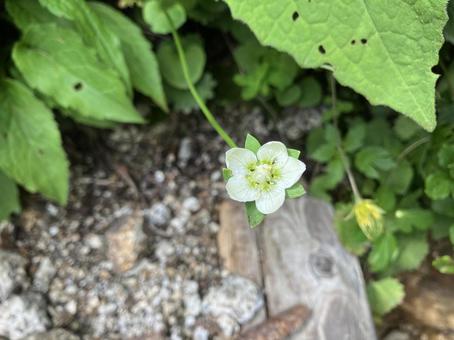 中央アルプスで見た高山植物 中央アルプスで見た高山植物 白,高山植物,登山の写真素材