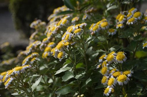 立冬：ハナイソギク2 植物,ハナイソギク,花磯菊の写真素材