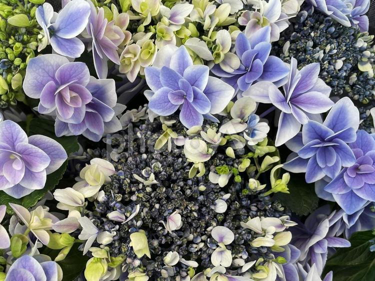 八重咲きの華やかな紫とブルーの紫陽花 紫陽花,あじさい,八重咲きの写真素材