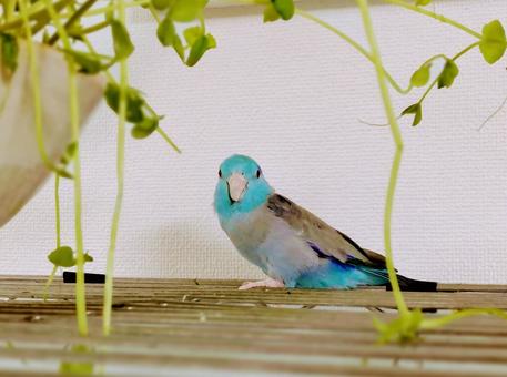 Parrotfly, JPG Parrotfly, JPG