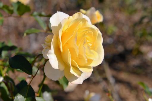 黄色い薔薇 黄色い薔薇の写真