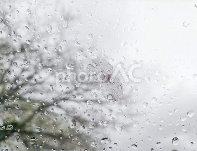 雨雫と桜の花びら 春,お花見,桜の写真素材