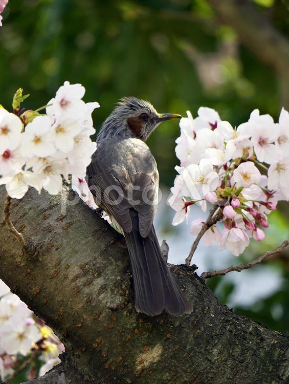 桜とヒヨドリ 桜,ヒヨドリ,鳥の写真素材