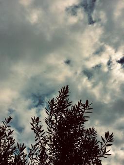 曇り空と揺れる木 曇り空と揺れる木の写真
