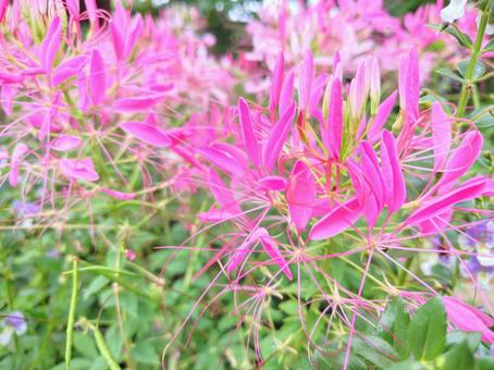 Photo, creme, spider flower, pink flowers, 