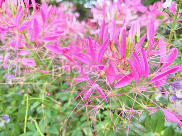 クレオメ（西洋風蝶草） クレオメ,セイヨウフウチョウソウ,ピンク色の花の写真素材