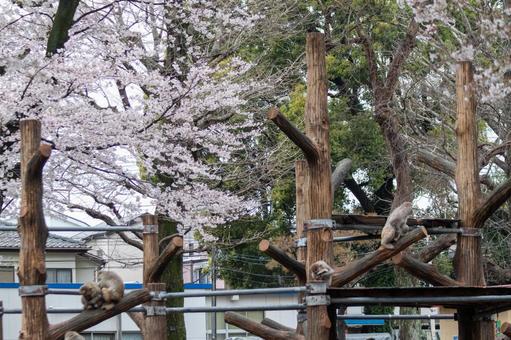 桜の下にサル 桜の下にサル サル,サル園,さくらの写真素材