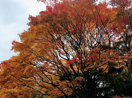 秋が来た 秋が来たの写真