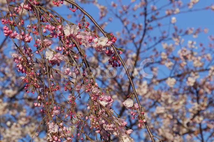 枝垂桜 枝垂桜,桜,花の写真素材
