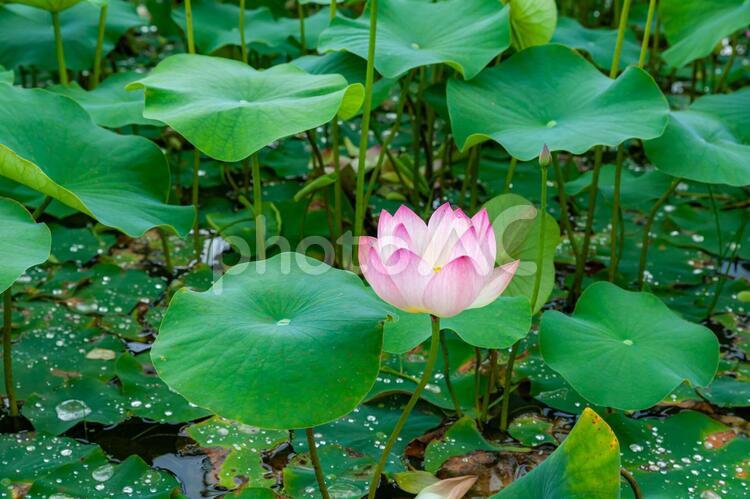 一輪の蓮の花 蓮,蕾,花の写真素材