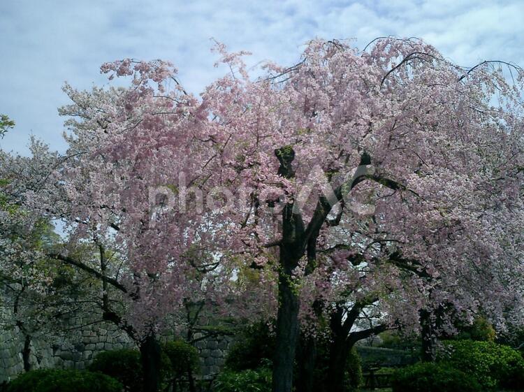 大阪城西の丸の桜 大阪城,大阪の写真素材