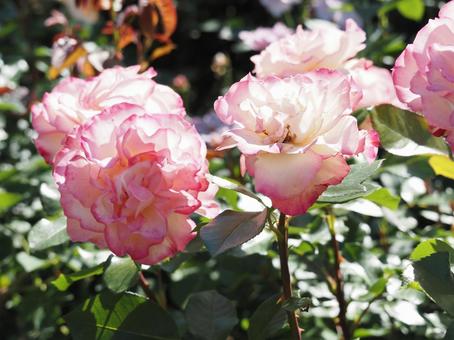 薔薇 薔薇,ローズ,春の写真素材